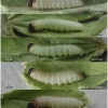 pyr carthami larva5 volg1